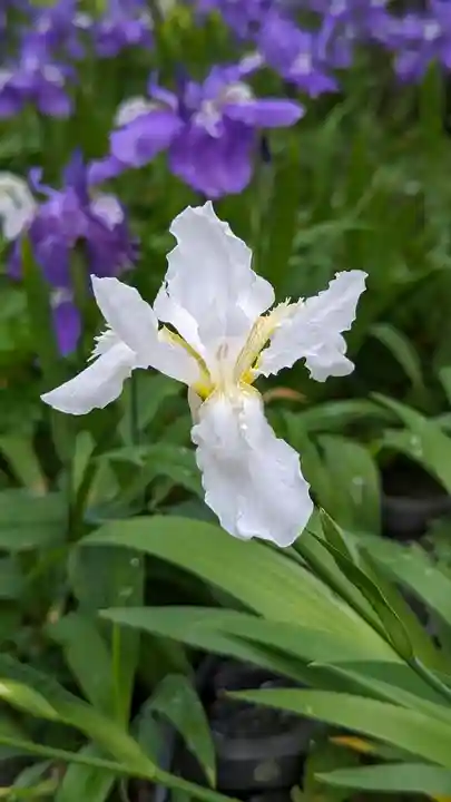 得浄明院(善光寺別院)(京都府)