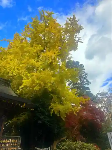 陸奥総社宮(宮城県)