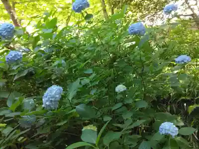 明月院(神奈川県)