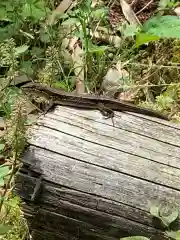 大安禅寺の動物