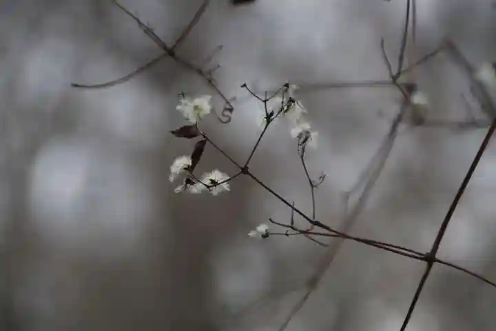 阿久津「田村神社」(郡山市阿久津町)旧社名:伊豆箱根三嶋三社の自然