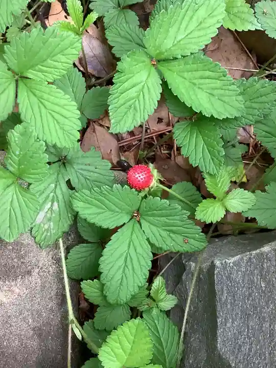 富部神社の自然
