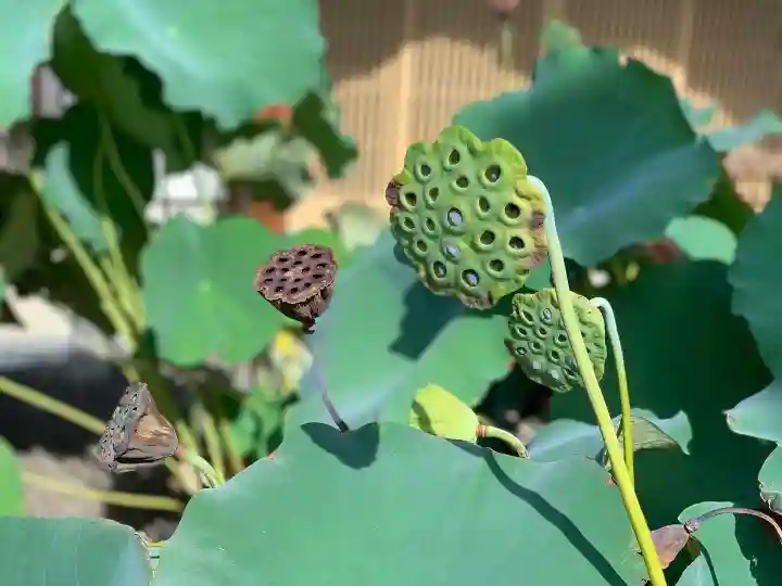 上行寺(静岡県)