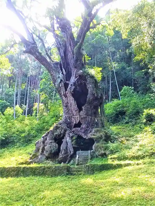 武雄神社の自然