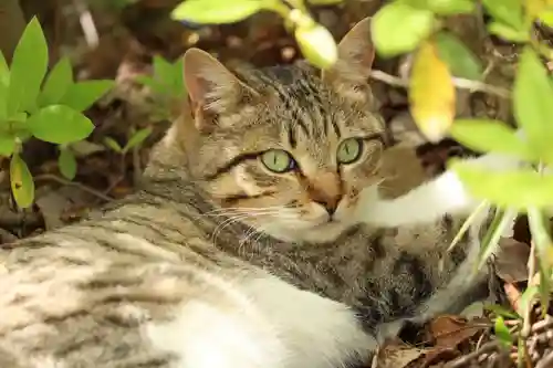 玉野御嶽神社(愛知県)