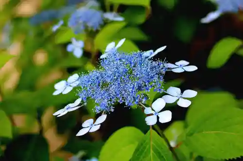 菅生神社(愛知県)