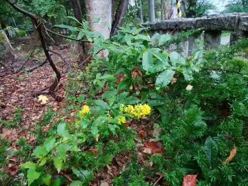 小樽稲荷神社の自然