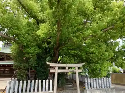 金岡神社の鳥居