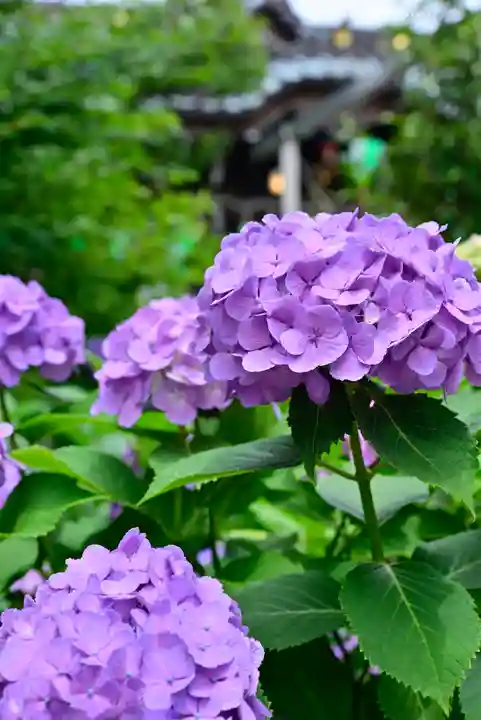 白山神社(東京都)