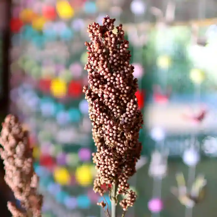 三津厳島神社の自然