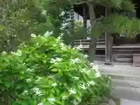 大巧寺の庭園