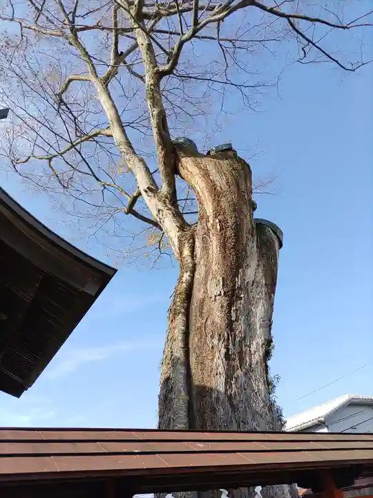 橘神社(埼玉県)