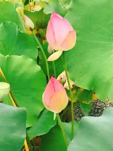 香勝寺の庭園