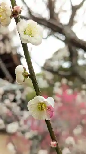 梅宮大社の自然