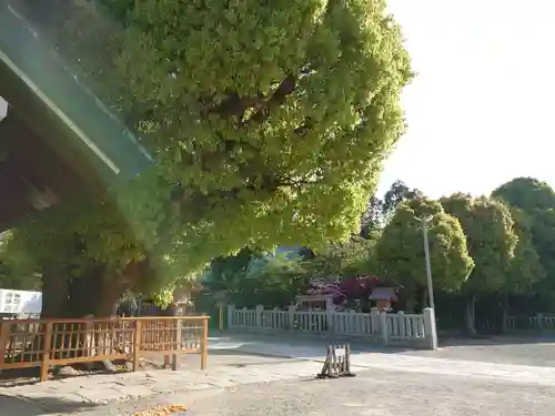 和泉國一之宮　大鳥大社の自然