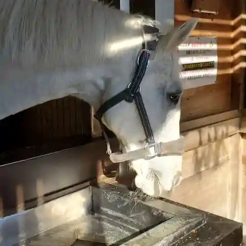 多度大社の動物