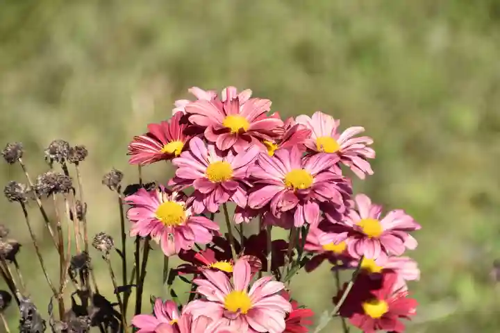 出雲大神宮の自然