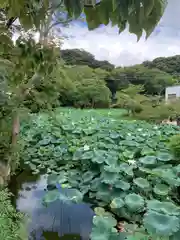 鶴岡八幡宮(神奈川県)