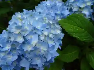 宝光寺の自然(2022年07月17日(日) 13時28分41秒投稿)