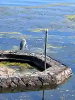 満月寺(浮御堂)の動物