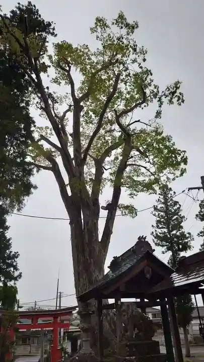 多田野本神社の自然