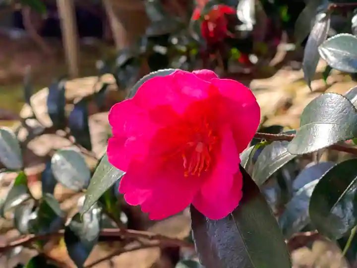 華厳寺(鈴虫寺)の自然