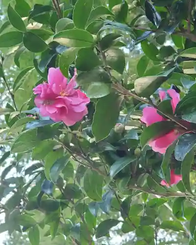 沙沙貴神社の自然