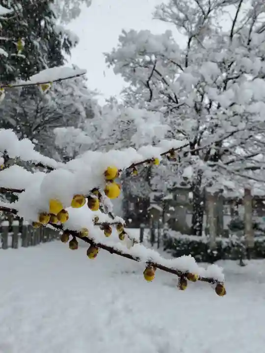沙沙貴神社の自然