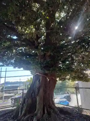 諏訪神社(神奈川県)