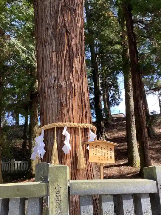 諏訪大社下社春宮の自然