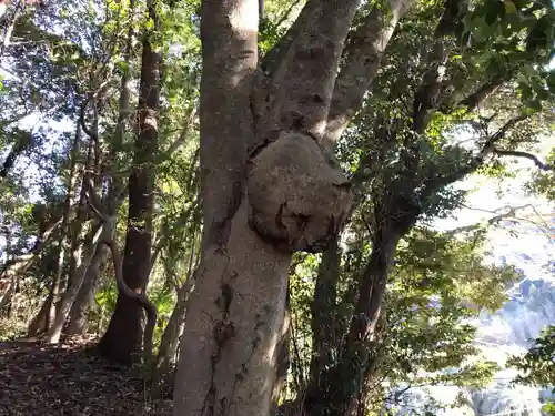 日枝神社の自然