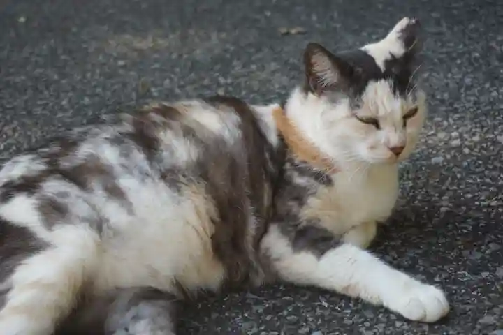 唐澤山神社の動物
