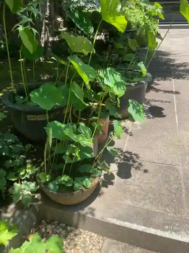 寶安寺（宝安寺）(神奈川県)