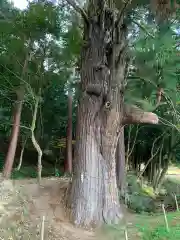 粟鹿神社の自然