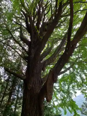 黒峯神社(群馬県)