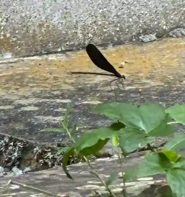 素盞雄神社(奈良県)