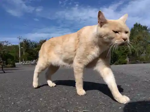 御誕生寺（猫寺）(福井県)