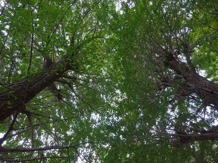 弥生神社の自然