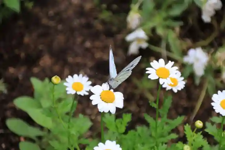 大鏑神社の庭園