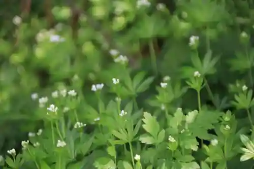 白幡八幡神社の自然
