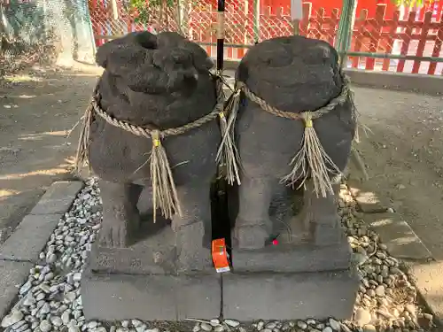 浅草神社の狛犬