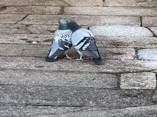 頂法寺（六角堂）の動物
