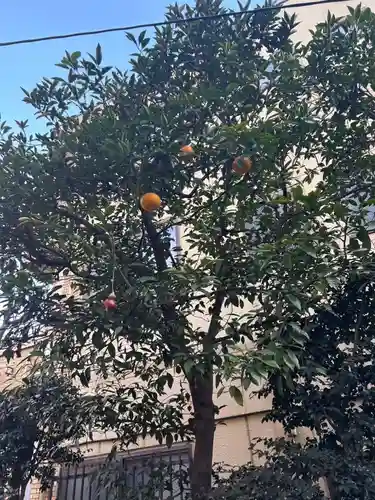 秋葉神社の御朱印