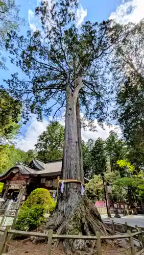 北口本宮冨士浅間神社の{uncategorized: "未分類", other: "その他", undefined: "問題あり", building: "その他建物", grave: "お墓", sacred_gate: "鳥居", guardian: "狛犬", statue: "像", buddha: "仏像", history: "歴史", nature: "自然", garden: "庭園", animal: "動物", pagoda: "塔", temizu: "手水舎", mountain_gate: "山門・神門", sanctuary: "本殿・本堂", subordinate: "末社・摂社", art: "芸術", scenery: "景色", jizo: "地蔵", ema: "絵馬", goshuin: "御朱印", omikuji: "おみくじ", items: "授与品その他", amulet: "お守り", goshuincho: "御朱印帳", eats: "食事", festival: "お祭り", votive_dance: "神楽", shichigosan: "七五三参", wedding: "結婚式", experience: "体験その他", initially: "初詣", around: "周辺", anti_infection: "感染症対策"}