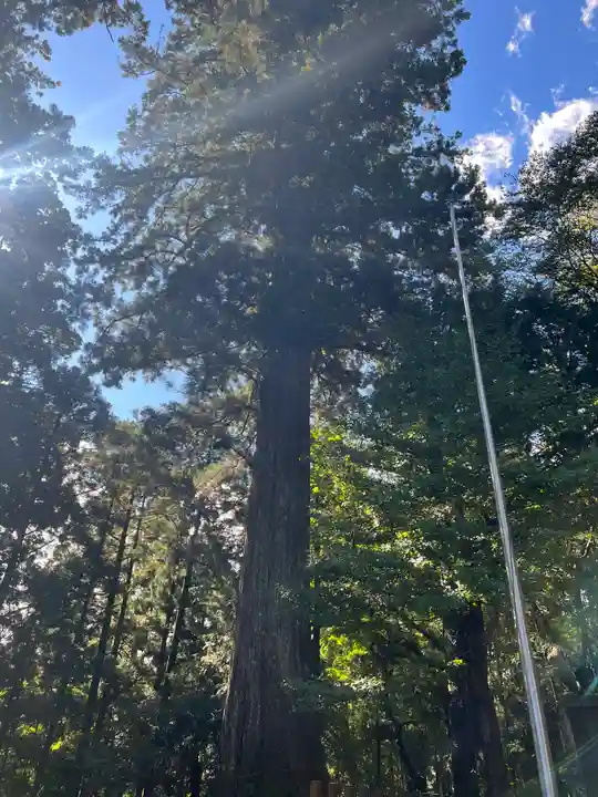 須山浅間神社の自然