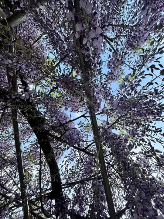 高野口八幡神社の{uncategorized: "未分類", other: "その他", undefined: "問題あり", building: "その他建物", grave: "お墓", sacred_gate: "鳥居", guardian: "狛犬", statue: "像", buddha: "仏像", history: "歴史", nature: "自然", garden: "庭園", animal: "動物", pagoda: "塔", temizu: "手水舎", mountain_gate: "山門・神門", sanctuary: "本殿・本堂", subordinate: "末社・摂社", art: "芸術", scenery: "景色", jizo: "地蔵", ema: "絵馬", goshuin: "御朱印", omikuji: "おみくじ", items: "授与品その他", amulet: "お守り", goshuincho: "御朱印帳", eats: "食事", festival: "お祭り", votive_dance: "神楽", shichigosan: "七五三参", wedding: "結婚式", experience: "体験その他", initially: "初詣", around: "周辺", anti_infection: "感染症対策"}