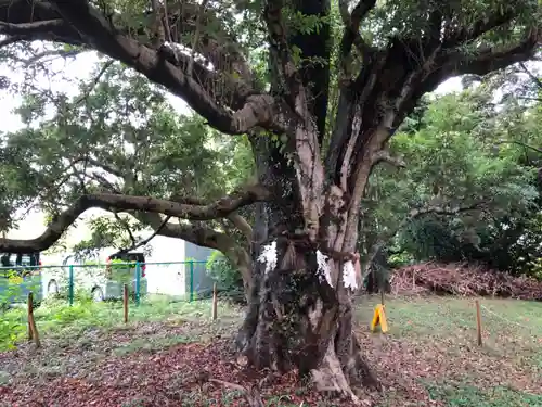 天御子神社の自然