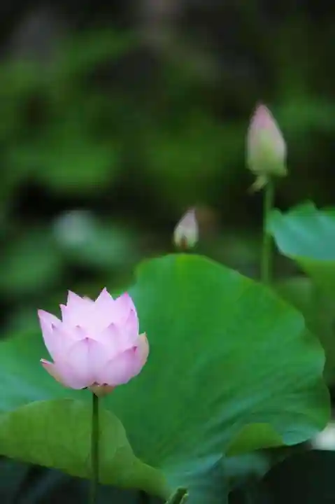 浄土寺(兵庫県)