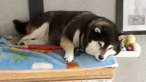 愛宕神社の動物