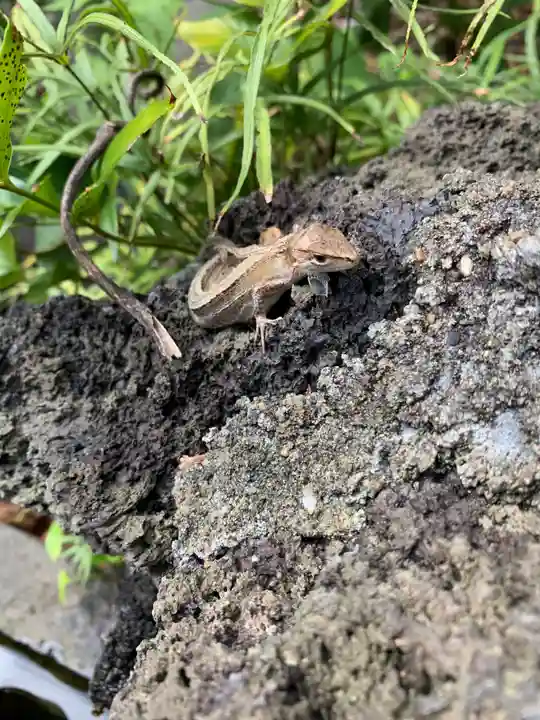 王子稲荷神社の動物